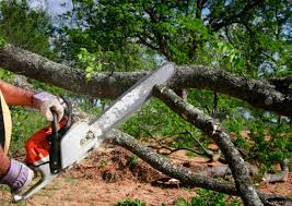  Lemoore, CA Tree Removal and Landscaping Services Pros